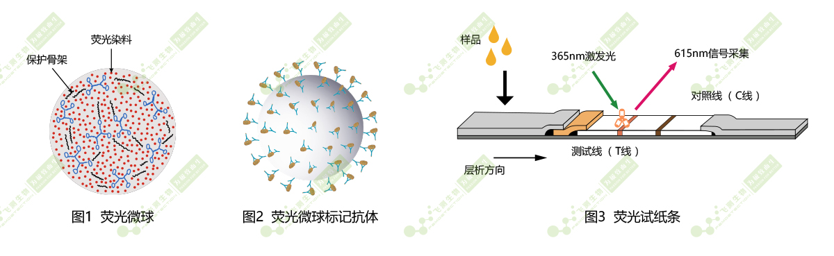 時間分辨熒光納米微球標記技術(shù) 時間分辨熒光納米微球標記技術(shù)