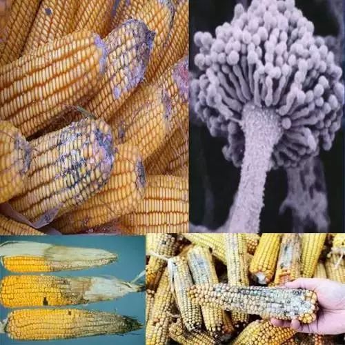 玉米真菌毒素 玉米真菌毒素